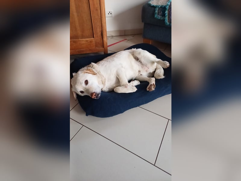 Fifi -  Herzensmenschen gesucht