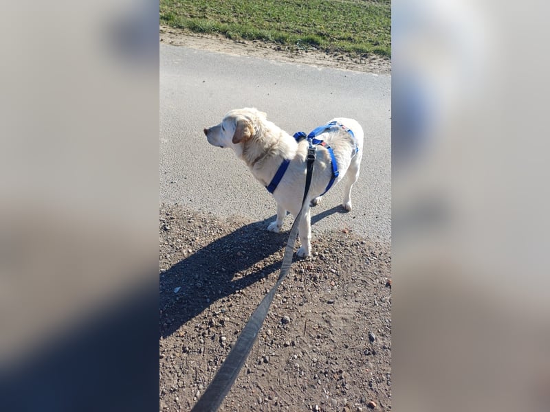 Fifi -  Herzensmenschen gesucht
