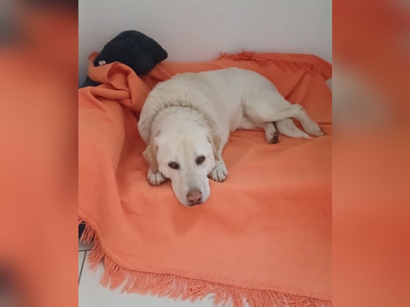 Fifi -  Herzensmenschen gesucht