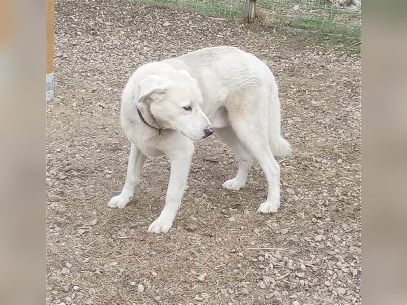 Filou sucht ein liebevolles, hunderfahrenes Zuhause