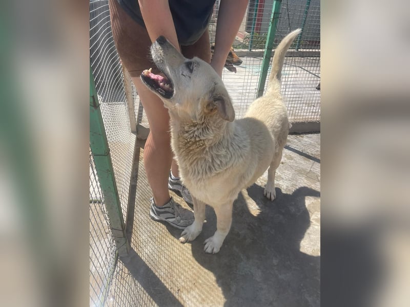 Und dann kam BAILEY - ein liebevoller Hundeopi mit trauriger Vergangenheit sucht endlich sein Glück