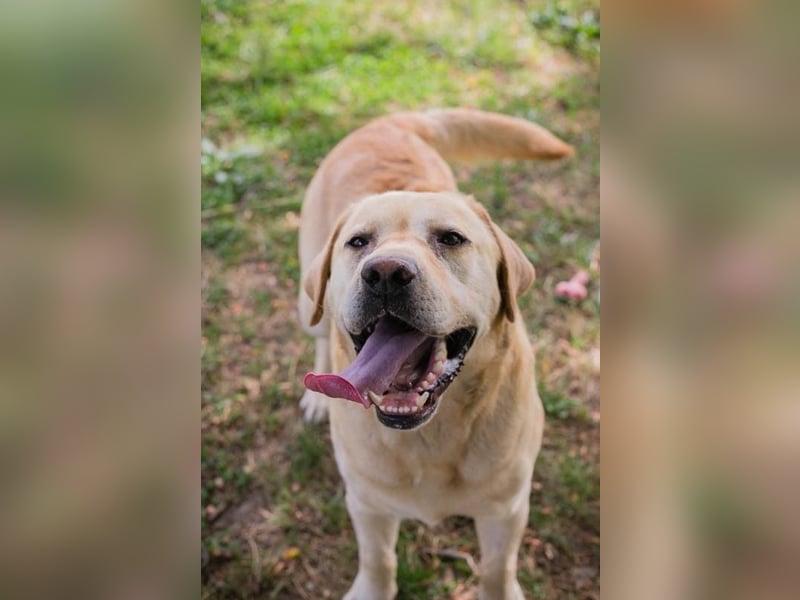 AARON - Freundlicher Labrador-Mix sucht seine Familie