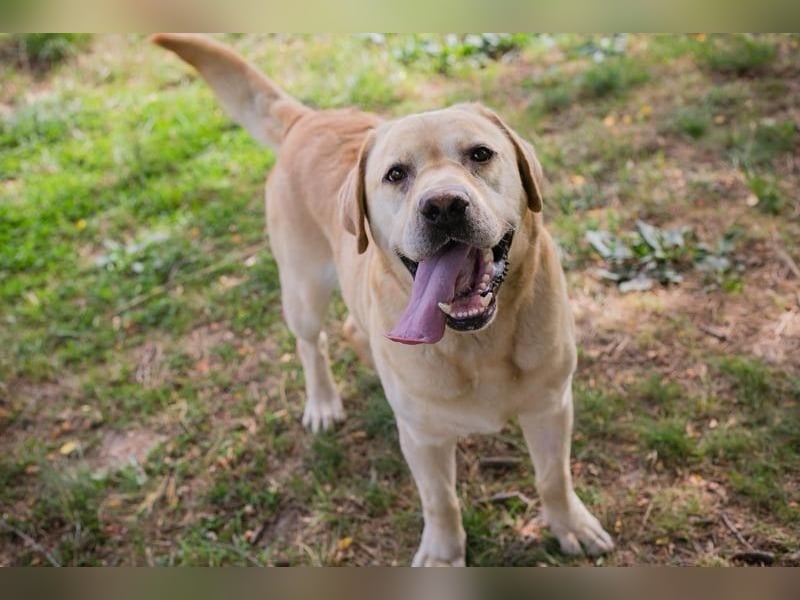 AARON - Freundlicher Labrador-Mix sucht seine Familie