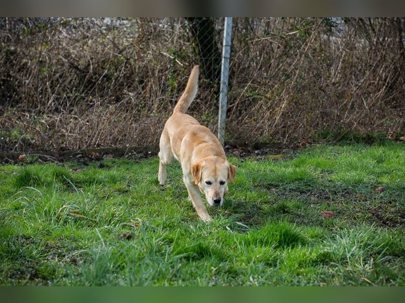 Sam - treuer Labrador-Mix sucht neues Glück! Zuhause oder Pflegestelle zum 24.05.2025 gesucht!