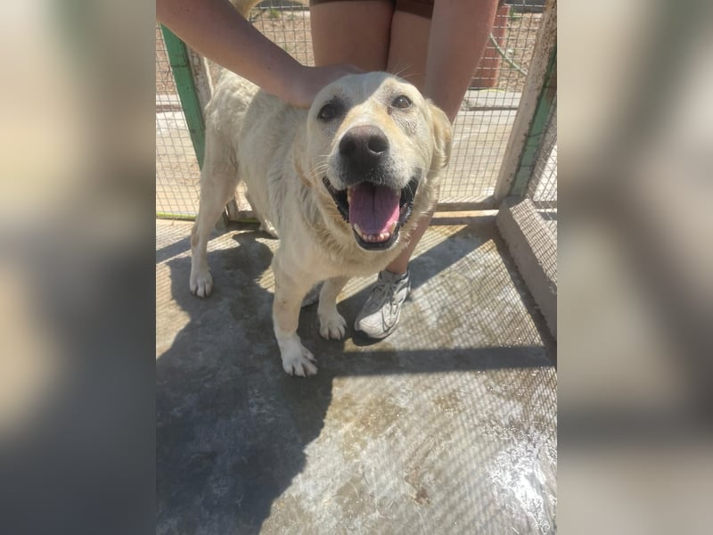 Und dann kam BAILEY - ein liebevoller Hundeopi mit trauriger Vergangenheit sucht endlich sein Glück