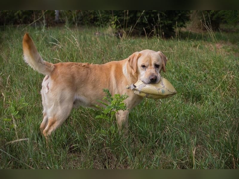 AARON - Freundlicher Labrador-Mix sucht seine Familie