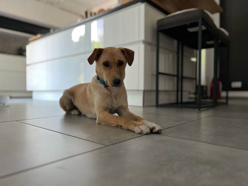 Der zauberhafte Ryuu aus 48619 Heek sucht ein schönes Zuhause!