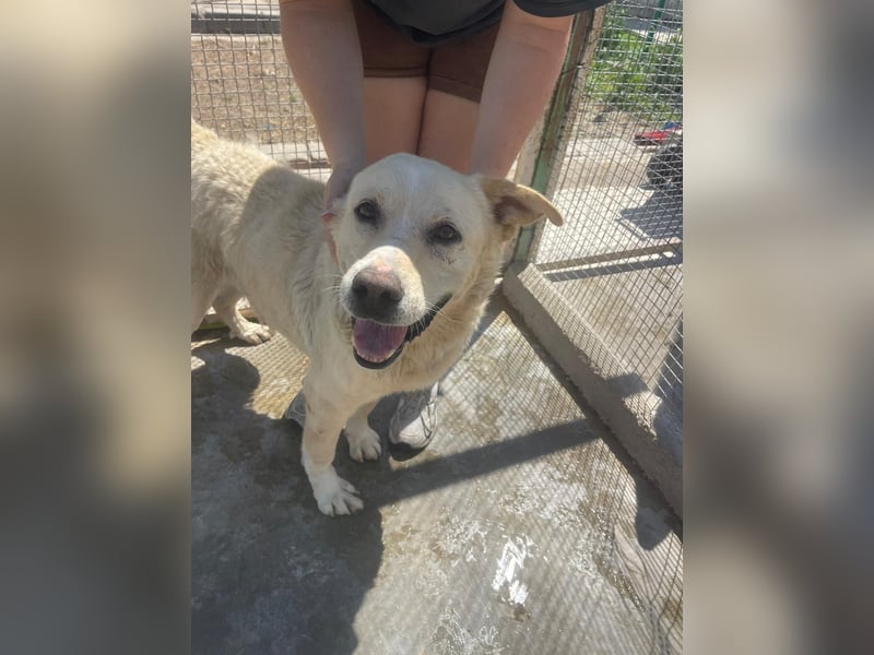 Und dann kam BAILEY - ein liebevoller Hundeopi mit trauriger Vergangenheit sucht endlich sein Glück