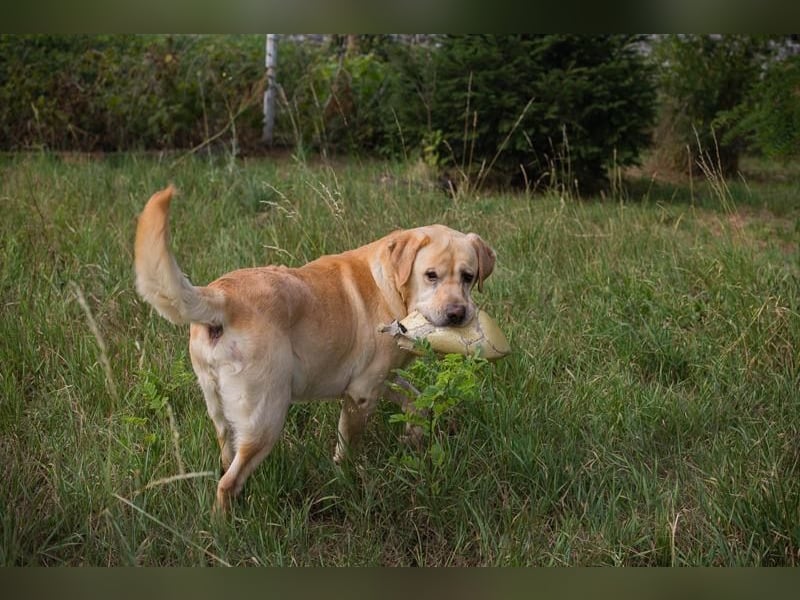 AARON - Freundlicher Labrador-Mix sucht seine Familie