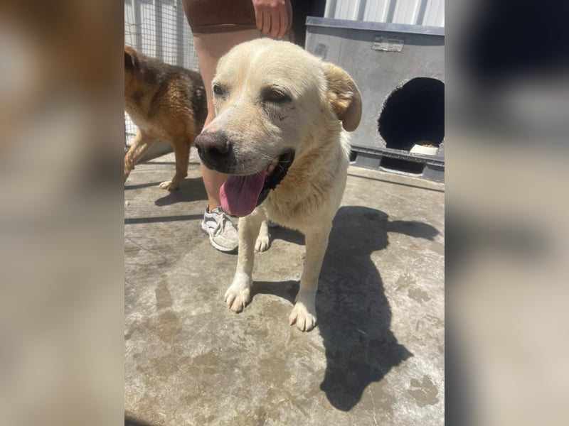 Und dann kam BAILEY - ein liebevoller Hundeopi mit trauriger Vergangenheit sucht endlich sein Glück