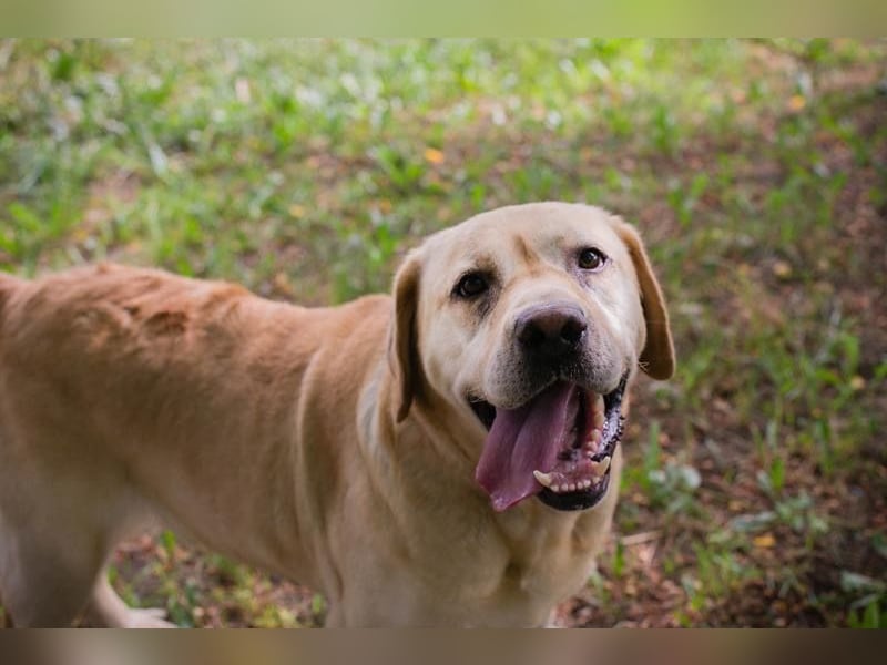 AARON - Freundlicher Labrador-Mix sucht seine Familie