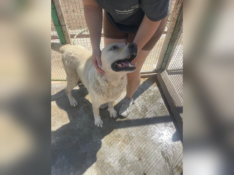 Und dann kam BAILEY - ein liebevoller Hundeopi mit trauriger Vergangenheit sucht endlich sein Glück