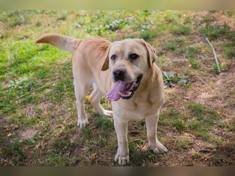 AARON - Freundlicher Labrador-Mix sucht seine Familie