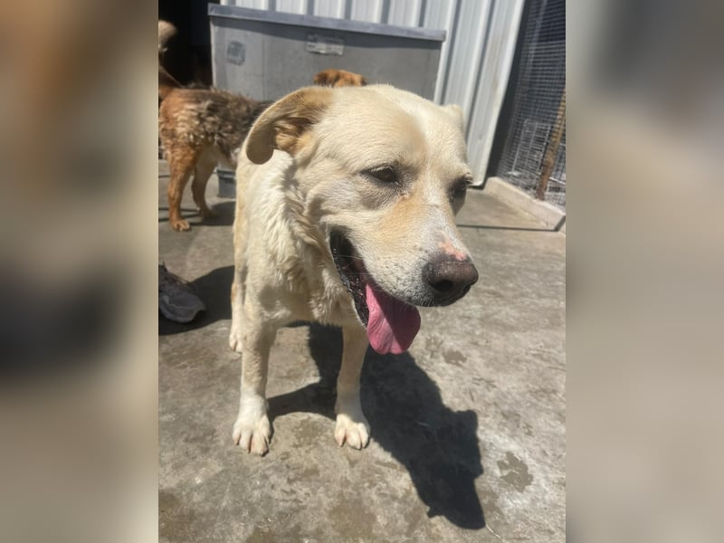 Und dann kam BAILEY - ein liebevoller Hundeopi mit trauriger Vergangenheit sucht endlich sein Glück