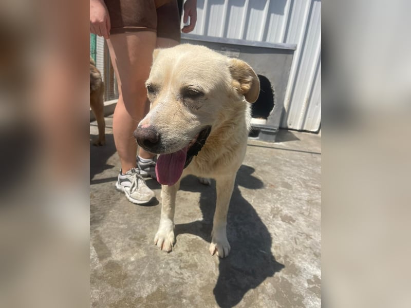 Und dann kam BAILEY - ein liebevoller Hundeopi mit trauriger Vergangenheit sucht endlich sein Glück