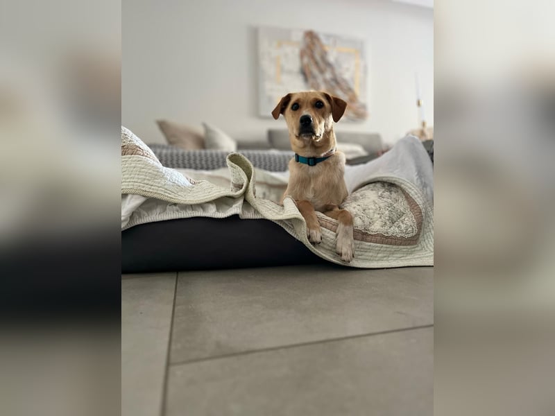 Der zauberhafte Ryuu aus 48619 Heek sucht ein schönes Zuhause!