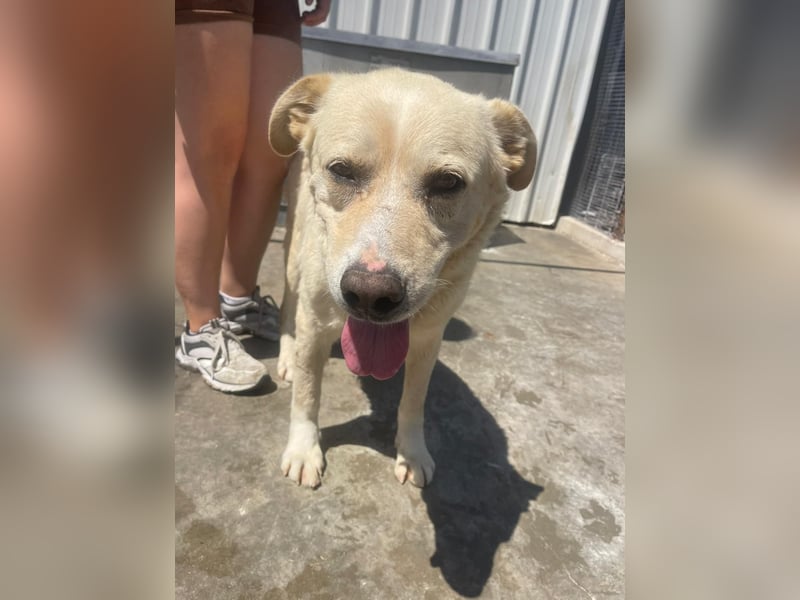 Und dann kam BAILEY - ein liebevoller Hundeopi mit trauriger Vergangenheit sucht endlich sein Glück