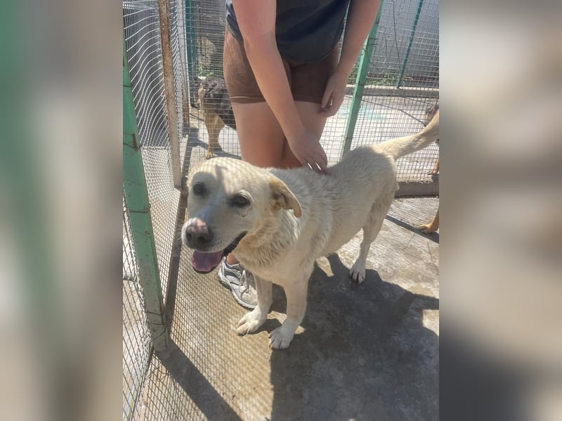Und dann kam BAILEY - ein liebevoller Hundeopi mit trauriger Vergangenheit sucht endlich sein Glück