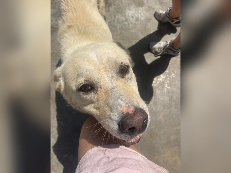 Und dann kam BAILEY - ein liebevoller Hundeopi mit trauriger Vergangenheit sucht endlich sein Glück