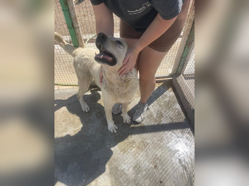 Und dann kam BAILEY - ein liebevoller Hundeopi mit trauriger Vergangenheit sucht endlich sein Glück