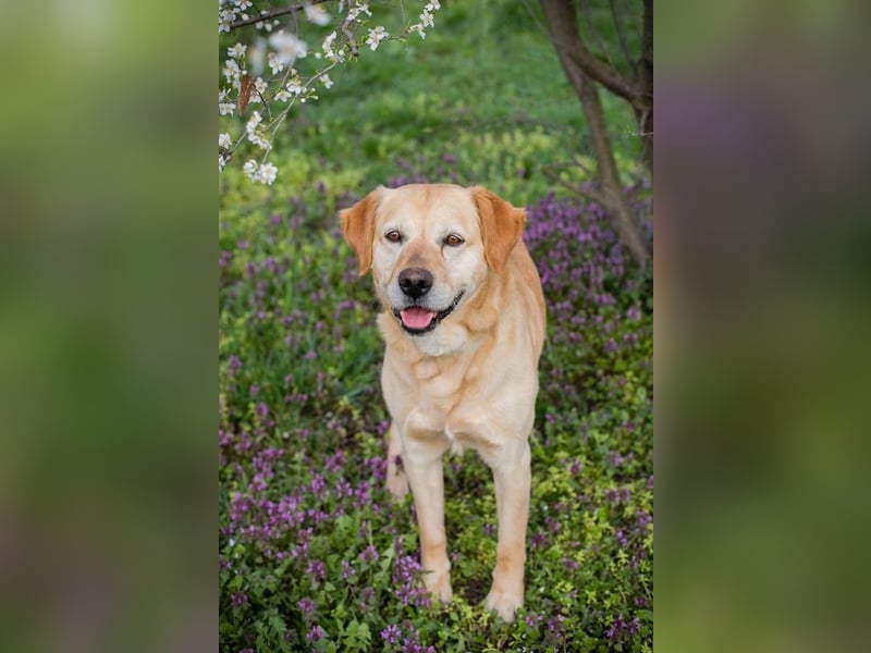 Sam - treuer Labrador-Mix sucht neues Glück! Zuhause oder Pflegestelle zum 24.05.2025 gesucht!