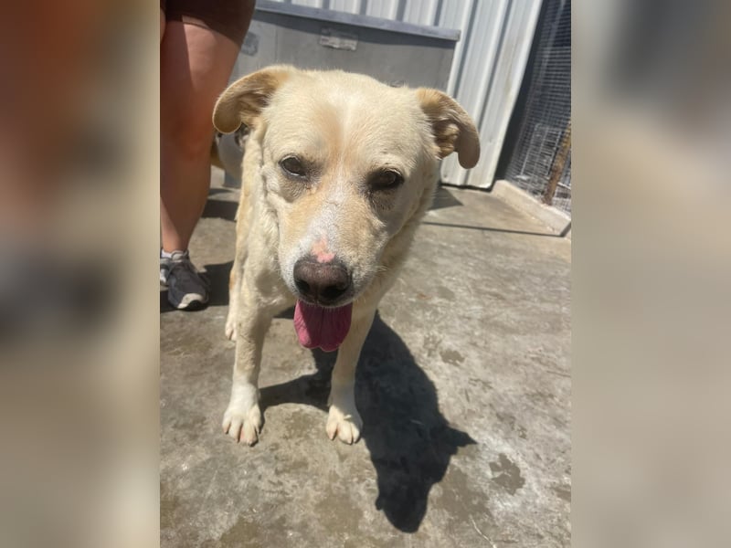 Und dann kam BAILEY - ein liebevoller Hundeopi mit trauriger Vergangenheit sucht endlich sein Glück