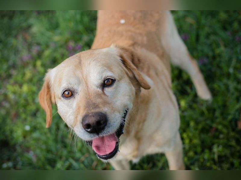 Sam - treuer Labrador-Mix sucht neues Glück! Zuhause oder Pflegestelle zum 24.05.2025 gesucht!