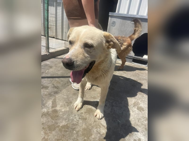Und dann kam BAILEY - ein liebevoller Hundeopi mit trauriger Vergangenheit sucht endlich sein Glück