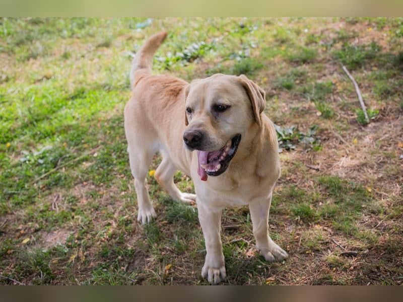 AARON - Freundlicher Labrador-Mix sucht seine Familie