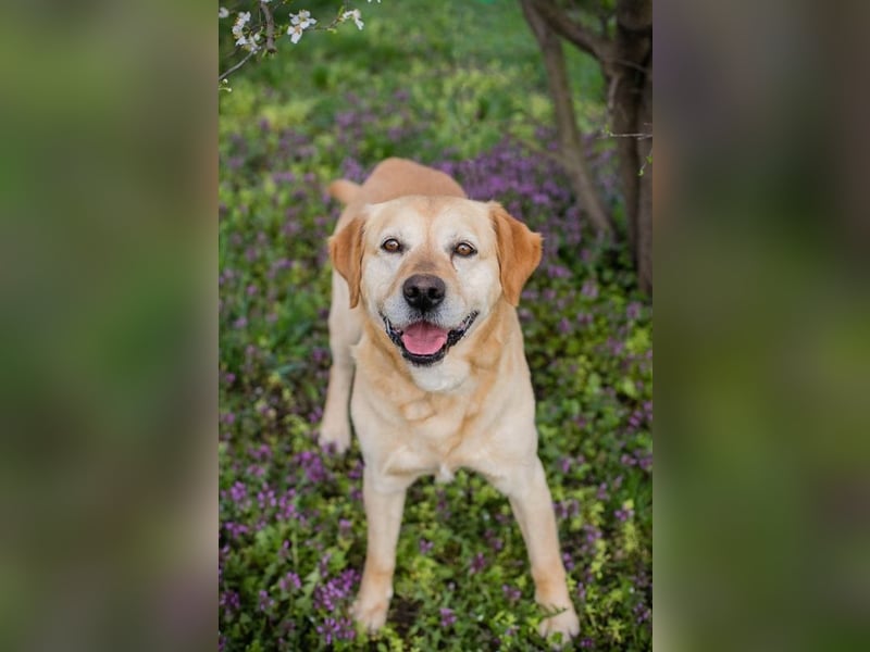 Sam - treuer Labrador-Mix sucht neues Glück! Zuhause oder Pflegestelle zum 24.05.2025 gesucht!