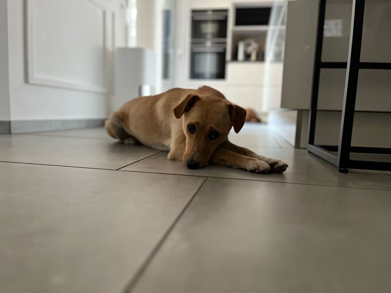 Der zauberhafte Ryuu aus 48619 Heek sucht ein schönes Zuhause!