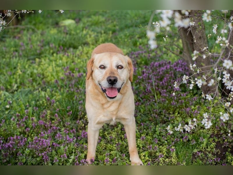 Sam - treuer Labrador-Mix sucht neues Glück! Zuhause oder Pflegestelle zum 24.05.2025 gesucht!