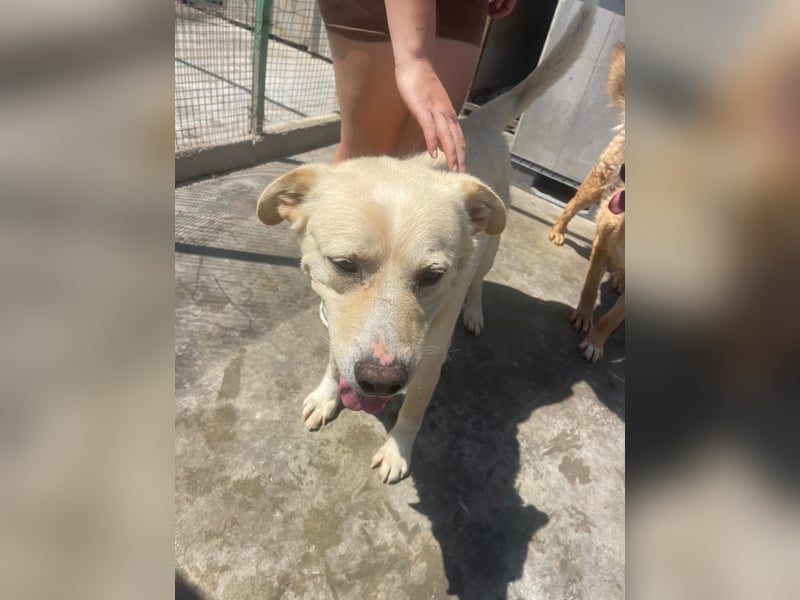 Und dann kam BAILEY - ein liebevoller Hundeopi mit trauriger Vergangenheit sucht endlich sein Glück