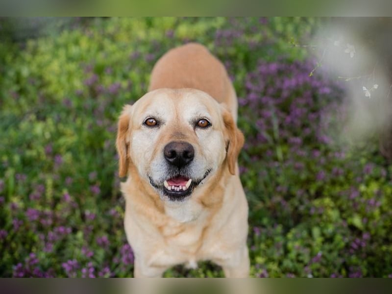 Sam - treuer Labrador-Mix sucht neues Glück! Zuhause oder Pflegestelle zum 24.05.2025 gesucht!
