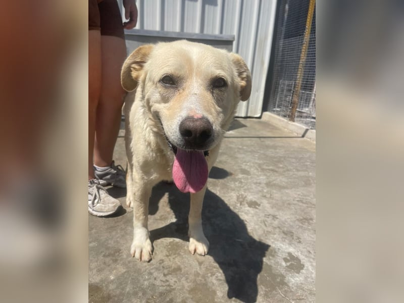 Und dann kam BAILEY - ein liebevoller Hundeopi mit trauriger Vergangenheit sucht endlich sein Glück