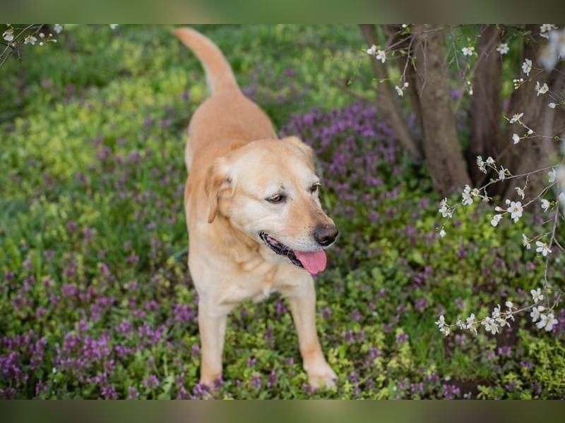 Sam - treuer Labrador-Mix sucht neues Glück! Zuhause oder Pflegestelle zum 24.05.2025 gesucht!