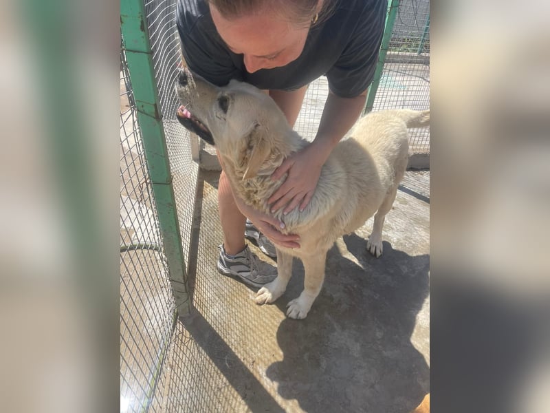 Und dann kam BAILEY - ein liebevoller Hundeopi mit trauriger Vergangenheit sucht endlich sein Glück