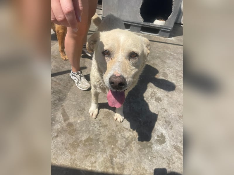 Und dann kam BAILEY - ein liebevoller Hundeopi mit trauriger Vergangenheit sucht endlich sein Glück