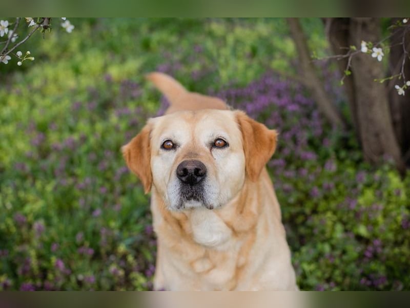 Sam - treuer Labrador-Mix sucht neues Glück! Zuhause oder Pflegestelle zum 24.05.2025 gesucht!