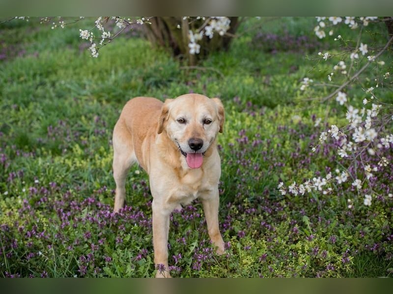 Sam - treuer Labrador-Mix sucht neues Glück! Zuhause oder Pflegestelle zum 24.05.2025 gesucht!