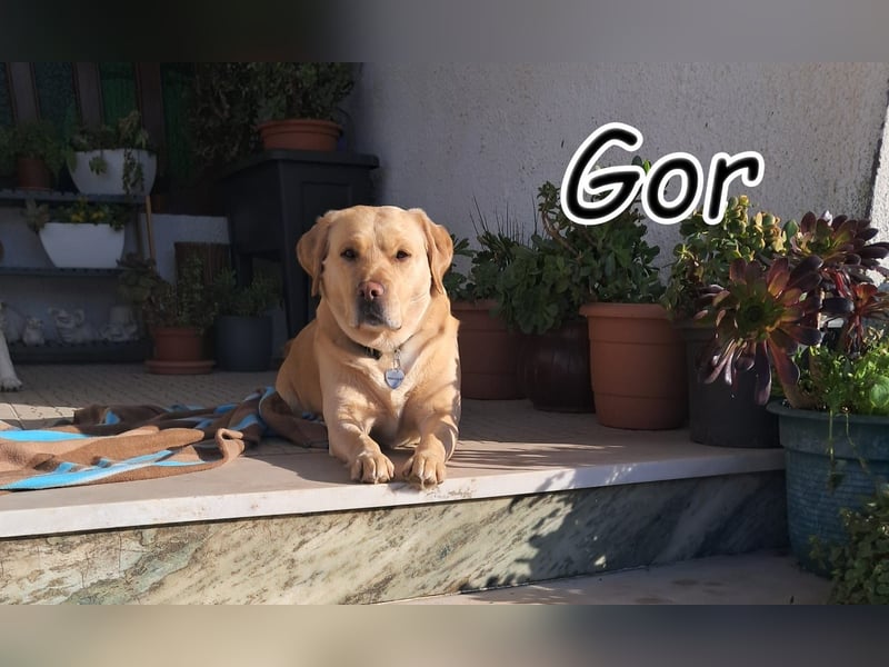 Widerstehen Sie Gors Charme?