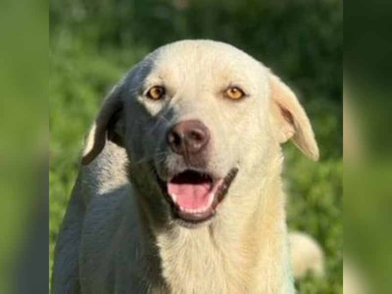 Pamuk, Labrador Mischling