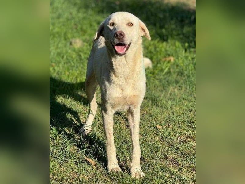 Pamuk, Labrador Mischling