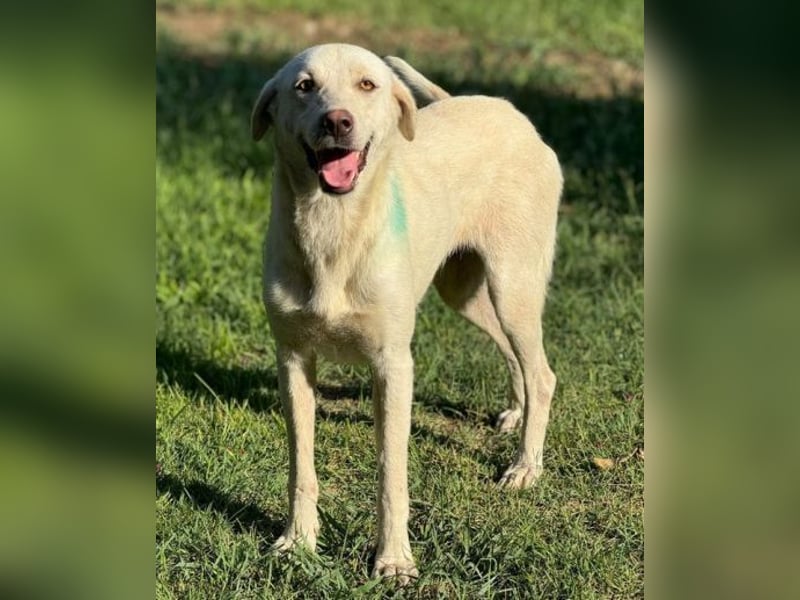 Pamuk, Labrador Mischling