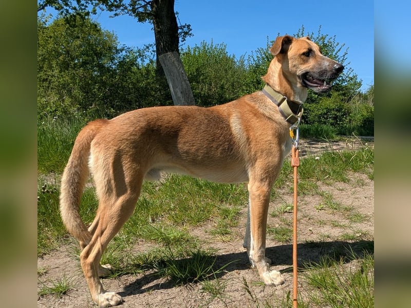 Floris wartet auf sein Für-Immer-Zuhause