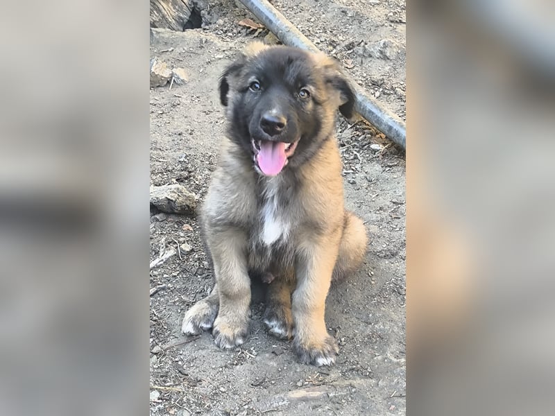 Toretto wünscht sich eine Familie