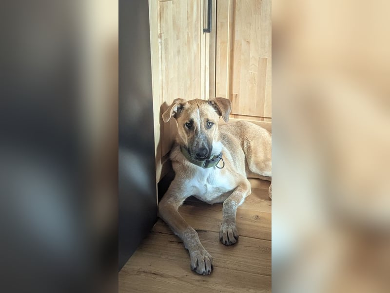 Floris wartet auf sein Für-Immer-Zuhause