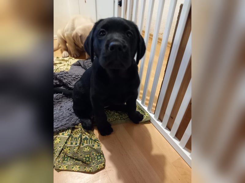 Labradorwelpen