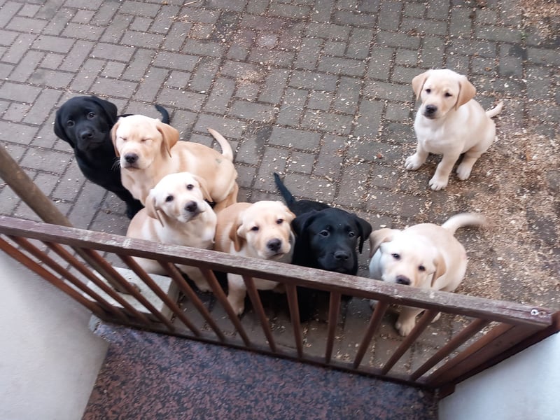 Labradorwelpen