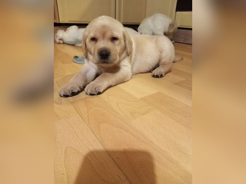 Labradorwelpen